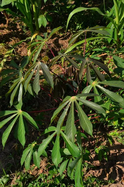 DSC_5190 (Large).JPG